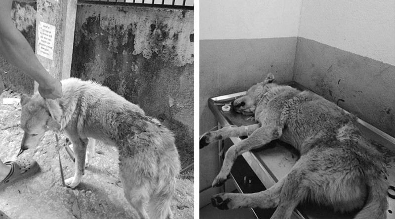 सामुदायिक कुकुरको साहस, ज्यान जोखिममा राखेर चोरहरू लखेट्यो