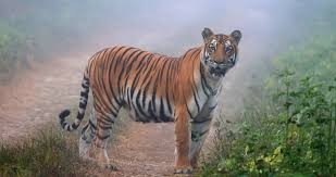 नेपालमा बाघको सङ्ख्यामा वृद्धि,बासस्थानको समस्या