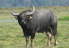 सप्तरीमा अर्नाको आक्रमणबाट एक जनाको मृत्यु