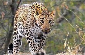 बर्दियामा चितुवाको आतंक