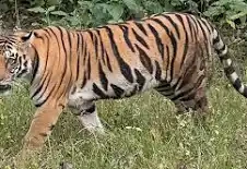 बाघको आक्रमणबाट एक युवक घाइते