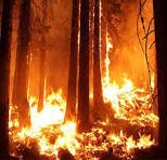 तनहुँमा आगलागीले १६२ हेक्टर जङ्गल सखाप