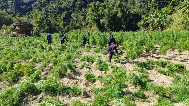 सर्लाहीमा अवैध गाँजा खेती ध्वस्त, ४० बिघा क्षेत्र फँडानी