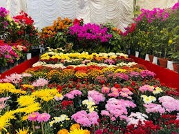 गोदावरी फूल प्रदर्शनी पर्सि बुधवारदेखि जावलाखेलमा शुरू हुँदै