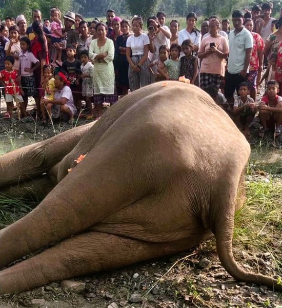 झापमा हात्ती मृत फेला