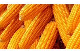 मकैका थप पाँच जात सिफारिस गर्ने तयारी