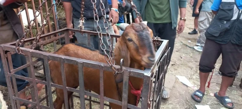 सिङमा हरियो भएको खसीबोका खरिद गर्न सुझाव  