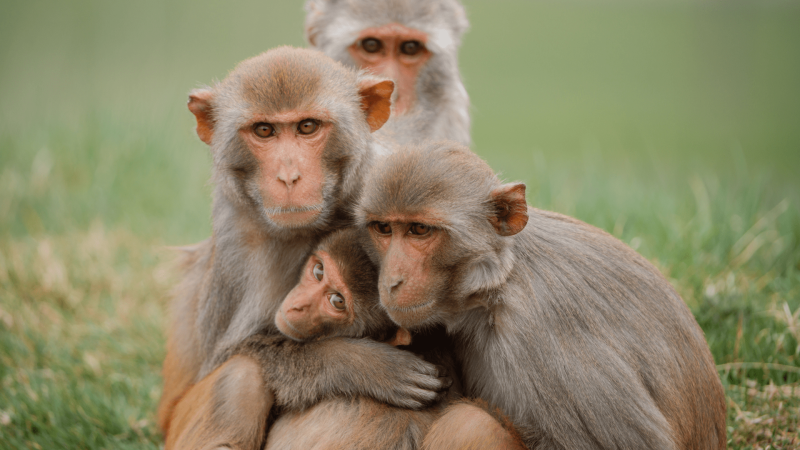 बाँदरले सताएपछि नगरपालिकाको अनौठो निर्णय, राखिँदै ‘बाँदर हेरालु’
